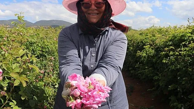 Gül hasadında rekolte beklentisi yüksek