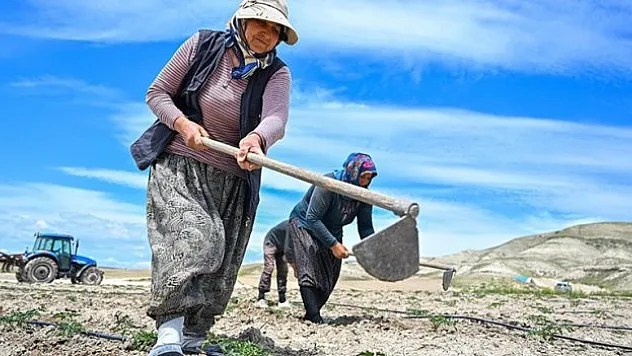 Yüzyıllık domates tohumları toprakla buluştu