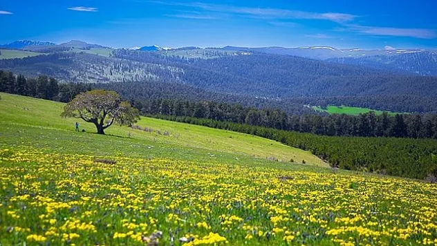 Ardahan'da doğa baharın gelmesiyle canlandı