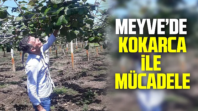MEYVE'DE  kokarca ile  mücadele