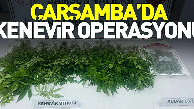 Çarşamba'da Kenevir Operasyonu