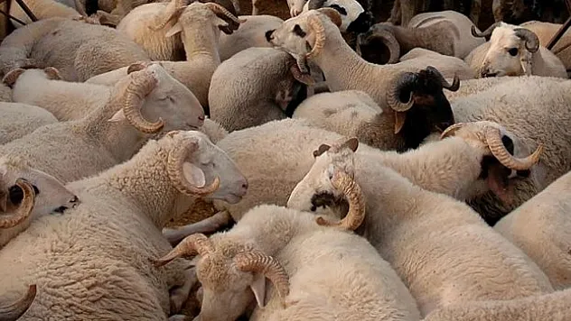 Zincir marketlerden adrese teslim kurbanlık hizmeti