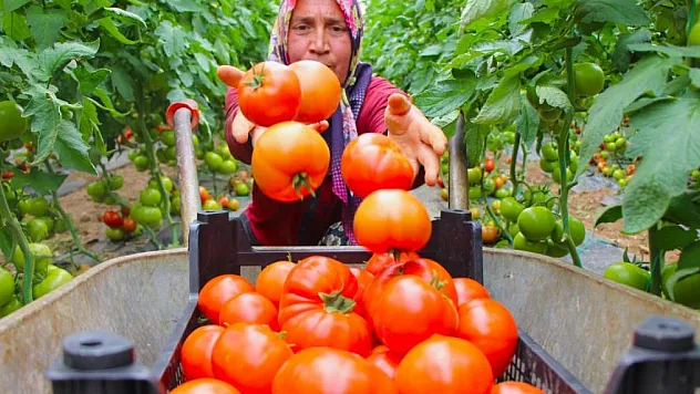 Domates hasadı başladı