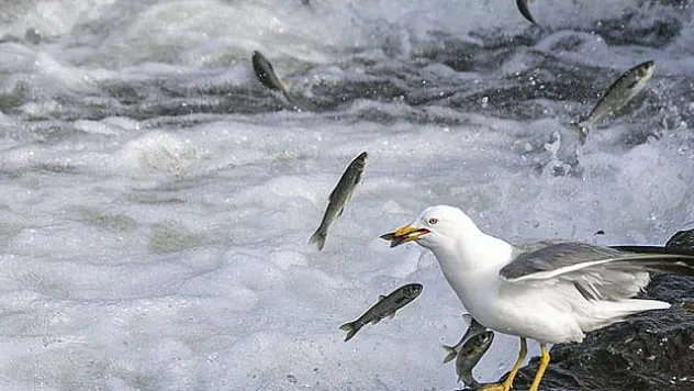 İnci kefallerinin tatlı sulara göçü devam ediyor
