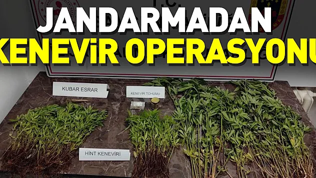 399 KÖK KENEVİR BİTKİSİ ELE GEÇİRİLDİ