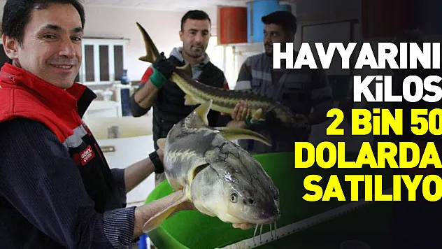 Kilosu 2 bin 500 dolar