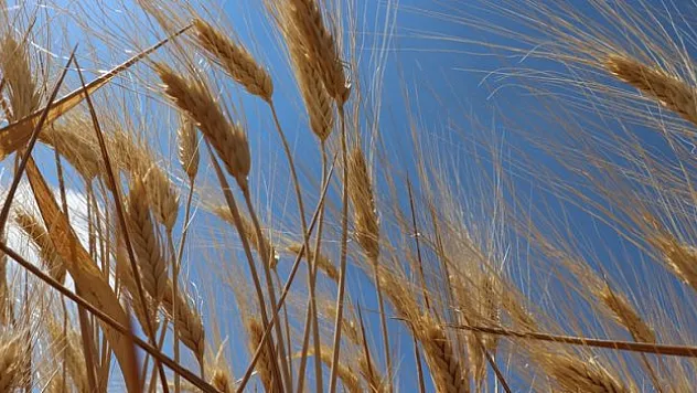 Kilis'te hububatta yüksek rekolte bekleniyor