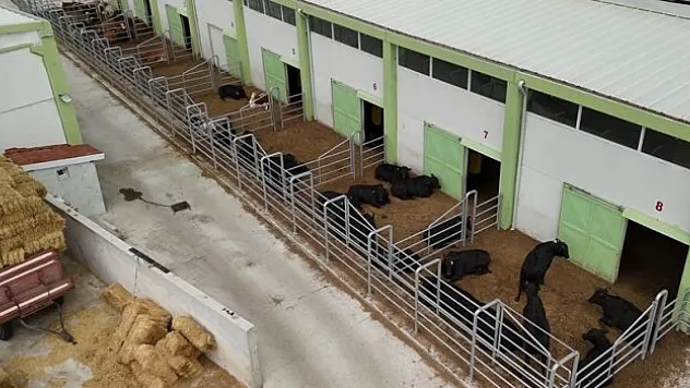 Et verimi %40 arttı