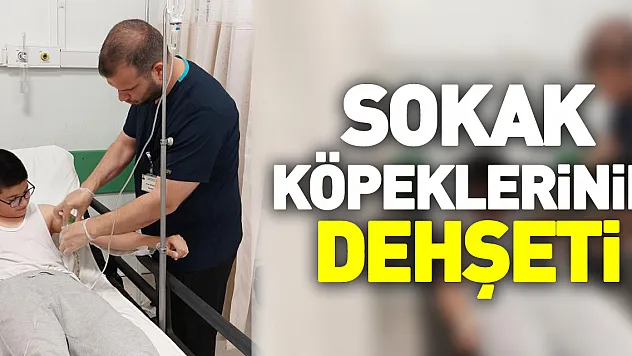 SOKAK KÖPEKLERiNiN DEHŞETi