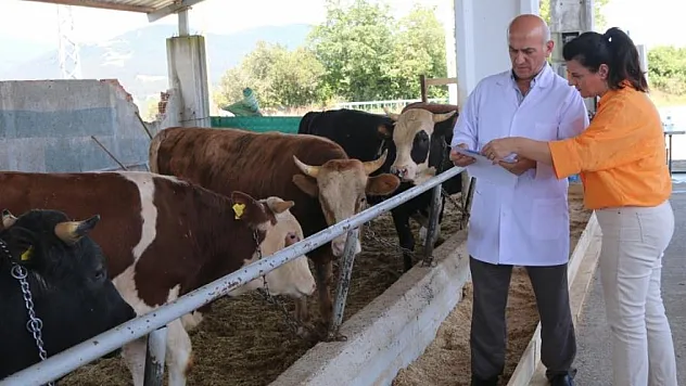 Kurban Satış ve Kesim Yeri bayrama hazır