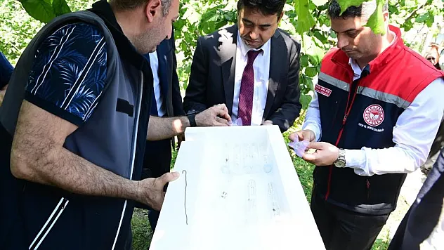 Bin avcı arı doğaya salındı