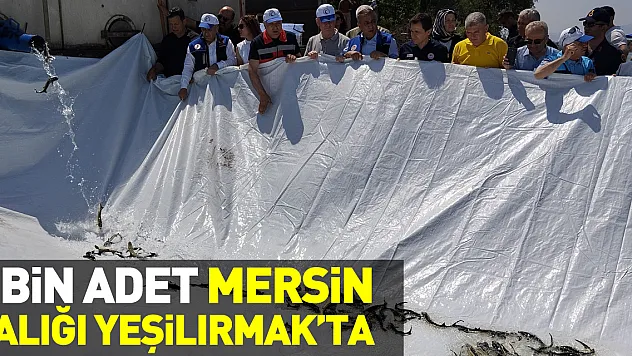 5 Bin Adet Mersin Balığı Yeşilırmak'ta