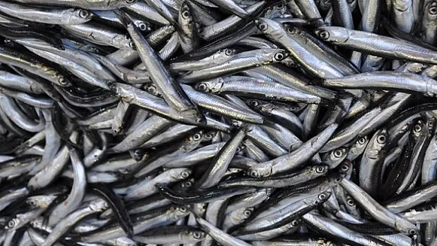 Türkiye denizlerinde son 10 yılda en fazla hamsi avlandı