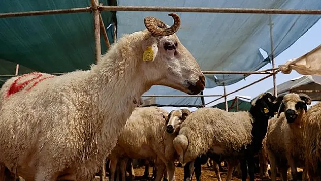 Kızılay, kurban vekaleti bedellerini açıkladı