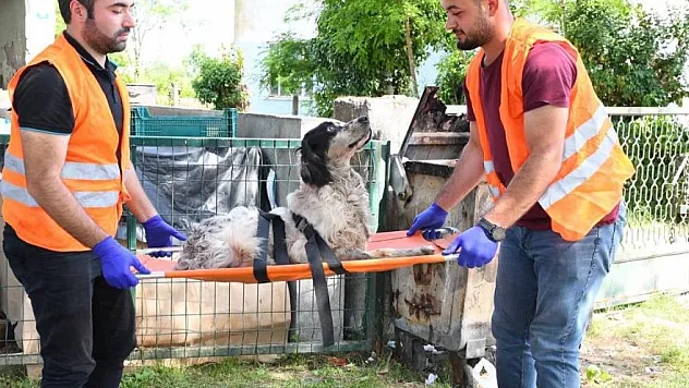 Yaralı köpeğe belediye sahip çıktı