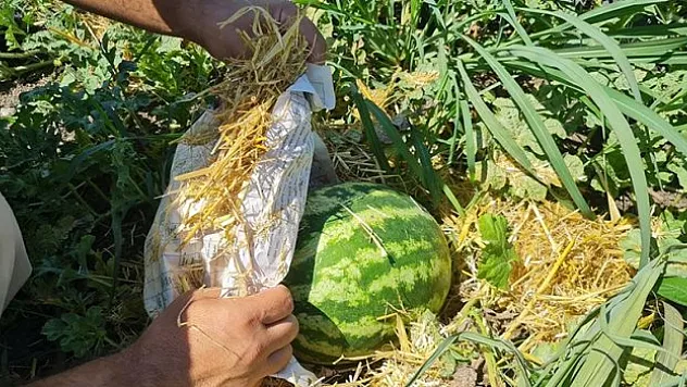 Karpuzu aşırı sıcaktan gazete ve samanla koruyorlar