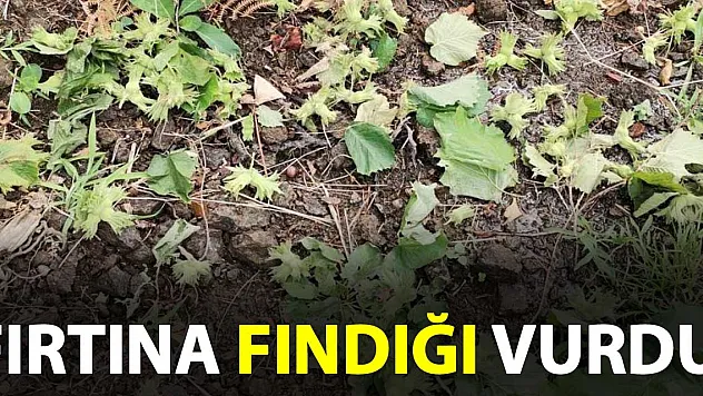 Fırtına fındığa zarar verdi