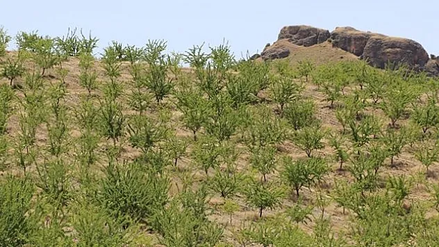 200 bini aşkın badem fidanı toprakla buluşturuldu