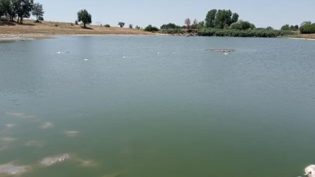 Edirne'de toplu balık ölümleri