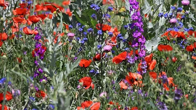 Ağrı'da tarlalar çiçeklerle rengarenk oldu