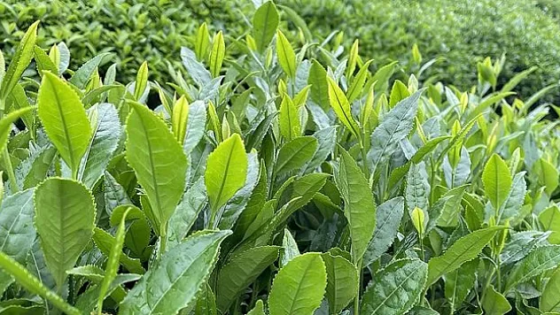 ÇAYKUR birinci sürgün döneminde 213 bin ton yaş çay aldı