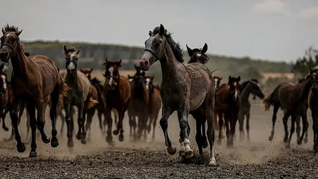 Yarış camiasının beklediği tay satışları başlıyor