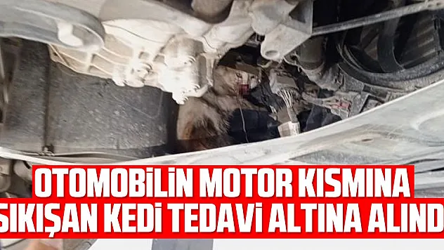 Otomobilin motor kısmına sıkışan kedi tedavi altına alındı