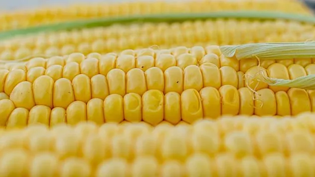 AB'den genetiği değiştirilmiş mısıra onay