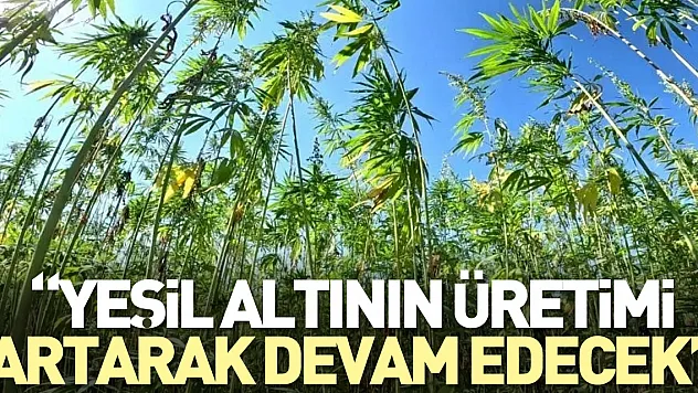 'Yeşil altının üretimi artarak devam edecek'