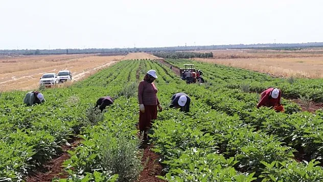 'Zabaran patlıcanı'nın hasadına başlandı