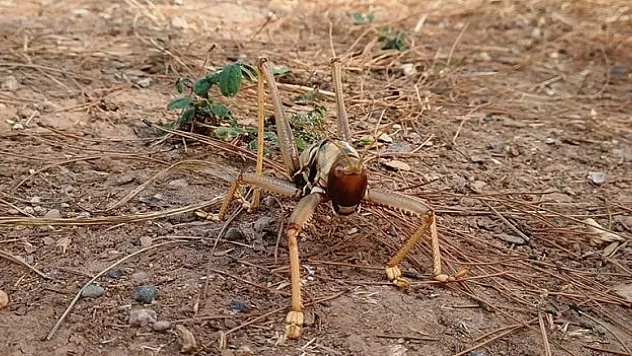 Batman'da etçil çekirge görüldü