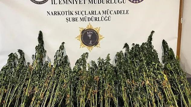 Tekkeköy'de kenevir araması yapıldı