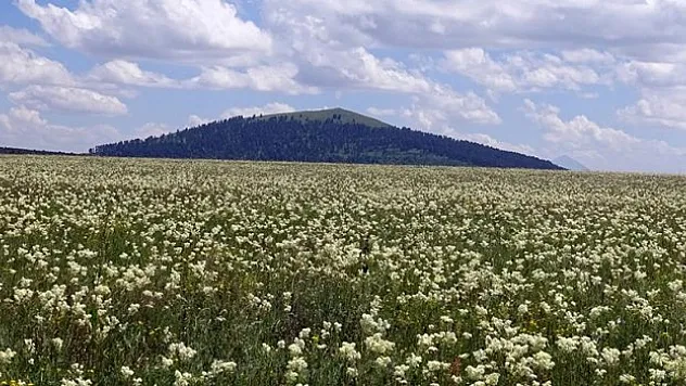 'kır melikesi' çiçeğiyle beyaza bürünüyor