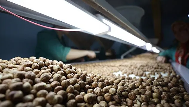 Türkiye'nin fındık ihracatı 6 ayda yüzde 40 artış gösterdi