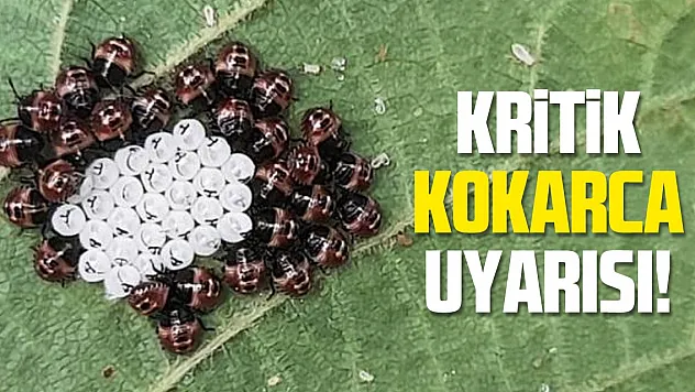 Kritik 'kahverengi kokarca' uyarısı!