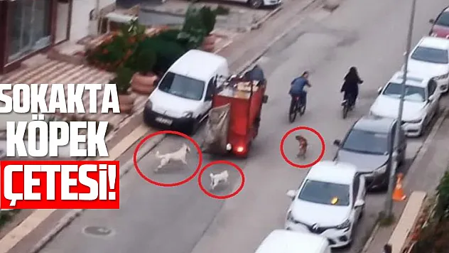 Sokakta köpek çetesi