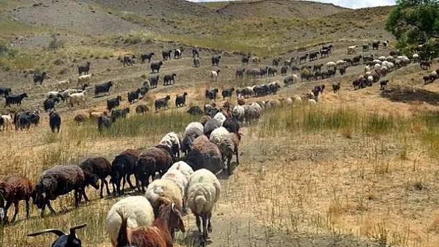 Muş'ta göçerlerin yayla mesaisi sürüyor