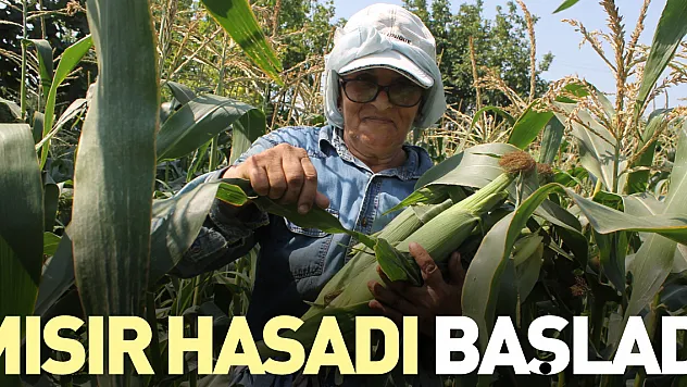 MISIR HASADI BAŞLADI