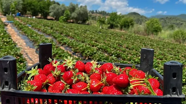 Hatay'da çilek hasadı devam ediyor