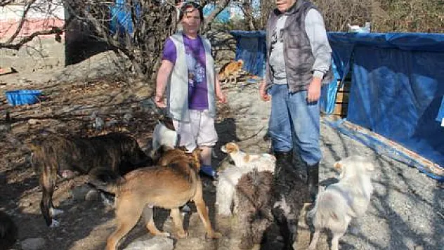 Hayatlarını sokak hayvanlarına adadılar