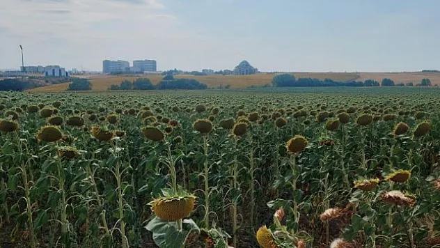 Uluslararası tohum firmaları şokta