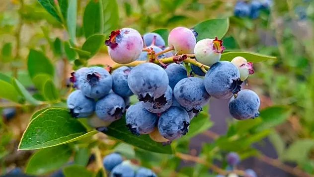 Yaban mersini meyvelerini vermeye başladı