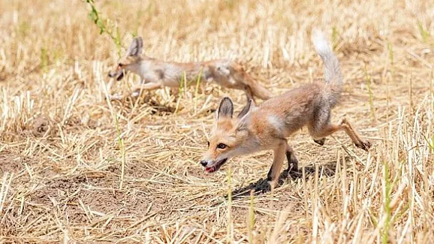 Kızıl tilki yavruları özel bakım sonrası doğaya salındı