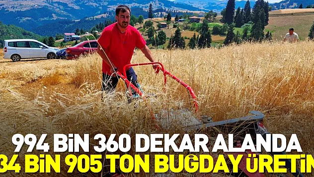 994 bin 360 dekar alanda 234 bin 905 ton buğday üretimi
