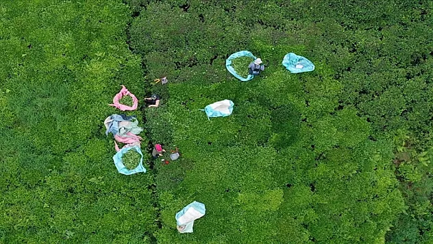 Türk çayı yılın ilk yarısında 112 ülkede alıcı buldu