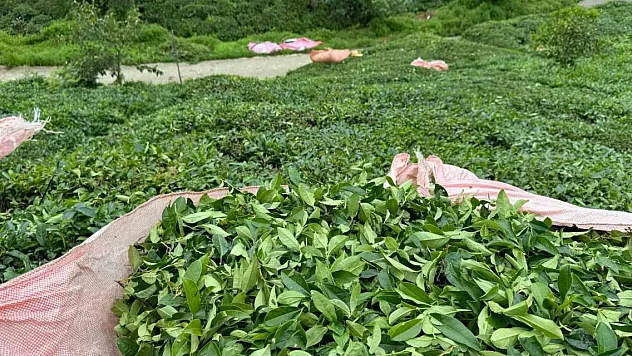 ÇAYKUR 20 kilograma düşürdüğü günlük çay alım kontenjanını tekrar 25 kilograma çıkarttı