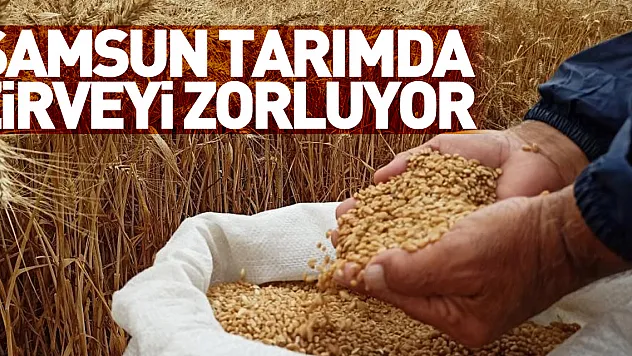 Samsun, tarımda zirveyi zorluyor