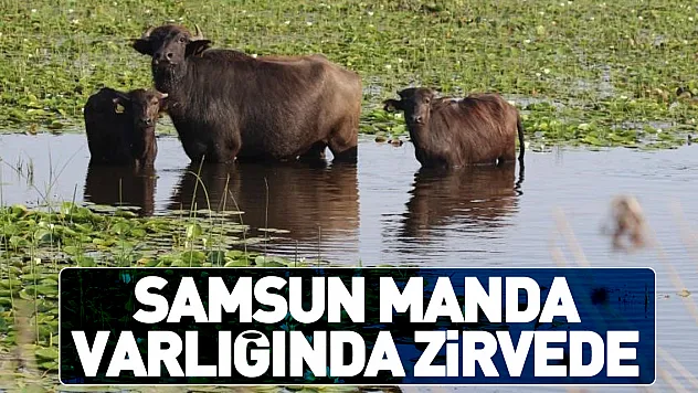 Samsun manda varlığında zirvede