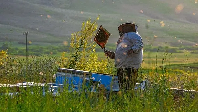 Faraşin Yaylası gezgin arıcıların sabit durağı oldu
