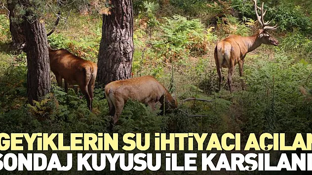 GEYİKLER İÇİN SONDAJ KUYUSU AÇILDI